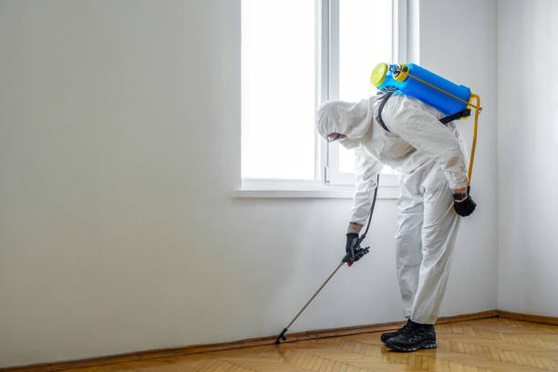 Best Ant Control Services  in Springfield, GA