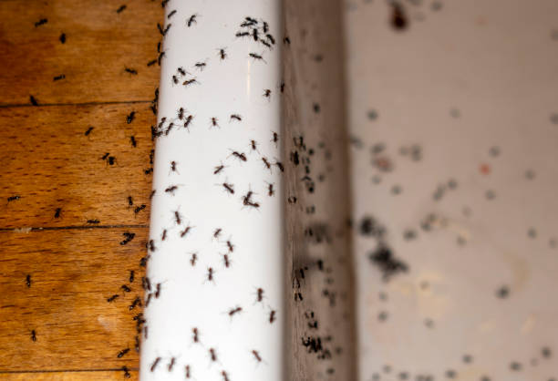 Best Ant Control Services  in Springfield, GA