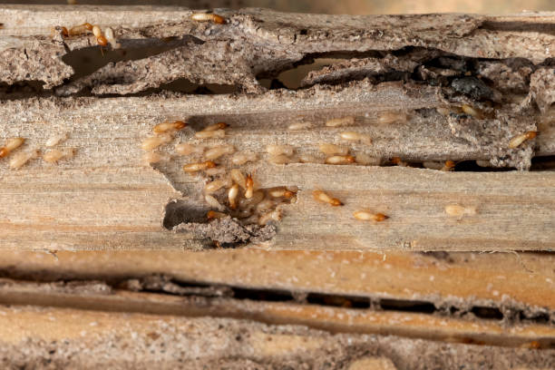 Best Best Pest Control Near Me  in Springfield, GA