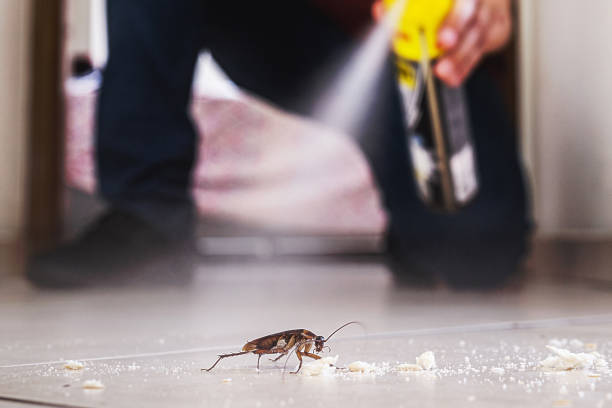 Best Residential Pest Control  in Springfield, GA